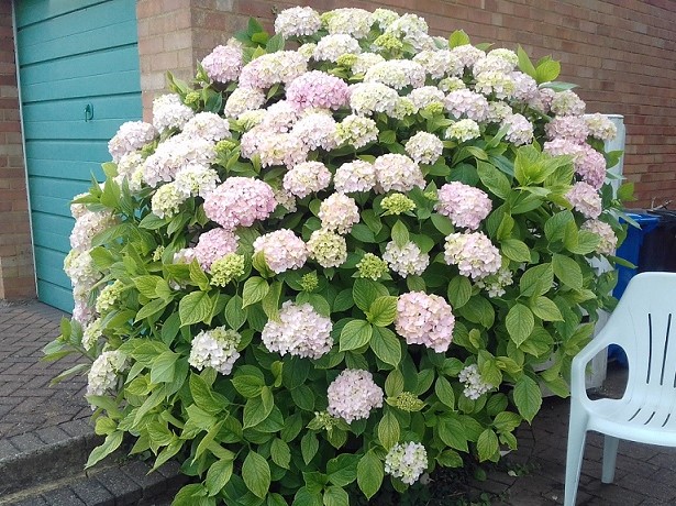 The HYDRANGEA bush, in summer, Ipswich